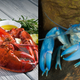 Illustration for article titled One lobster, two lobster, Red Lobster, blue lobster